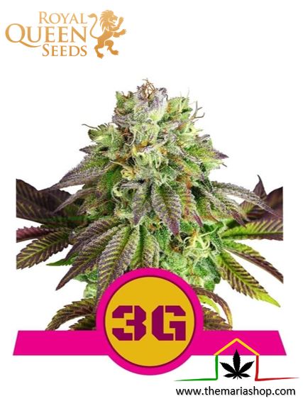 Triple G de Royal Queen Seeds, son semillas de marihuana feminizadas que puedes comprar en nuestro Grow Shop online.