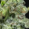 Tnt Kush CBD Eva seeds