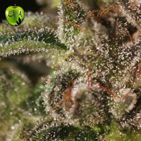 Tnt Kush Eva seeds