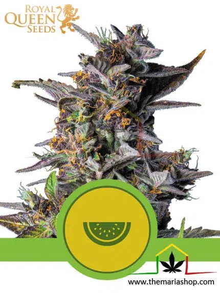 Watermelon Automatic de Royal Queen Seeds. Autoflorecientes más rápidas.