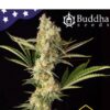Buddha Wedding Cheesecake - Buddha Seeds
