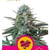 Wedding Crasher de Royal Queen Seeds, son semillas de marihuana feminizadas que puedes comprar en nuestro Grow Shop online.