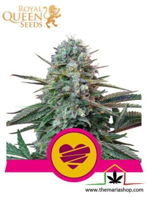 Wedding Crasher de Royal Queen Seeds, son semillas de marihuana feminizadas que puedes comprar en nuestro Grow Shop online.