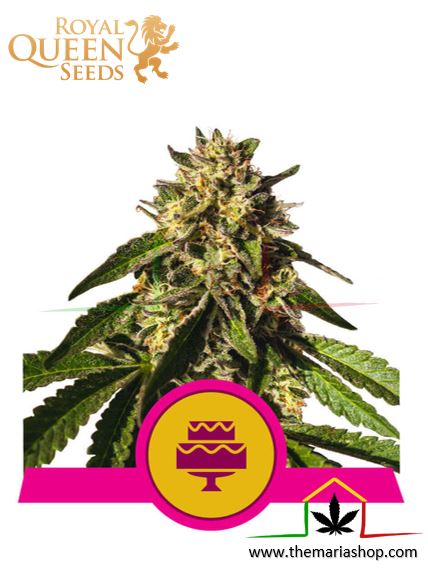 Wedding Gelato de Royal Queen Seeds, son semillas de marihuana feminizadas que puedes comprar en nuestro Grow Shop online.