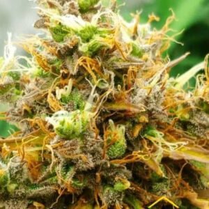White Widow Auto - Nirvana Seeds