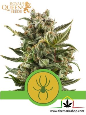 White Widow Automatic de Royal Queen Seeds, son semillas de marihuana autoflorecientes feminizadas que puedes comprar en nuestro Grow Shop online.
