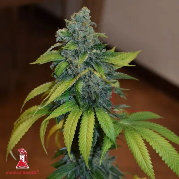 Zkittlez - Medical Seeds