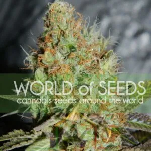 Afghan Kush Special - World of Seeds