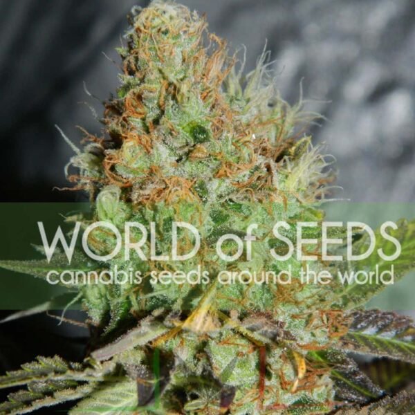 Afghan Kush Special - World of Seeds
