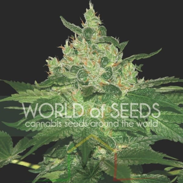 Afghan Kush - World of Seeds