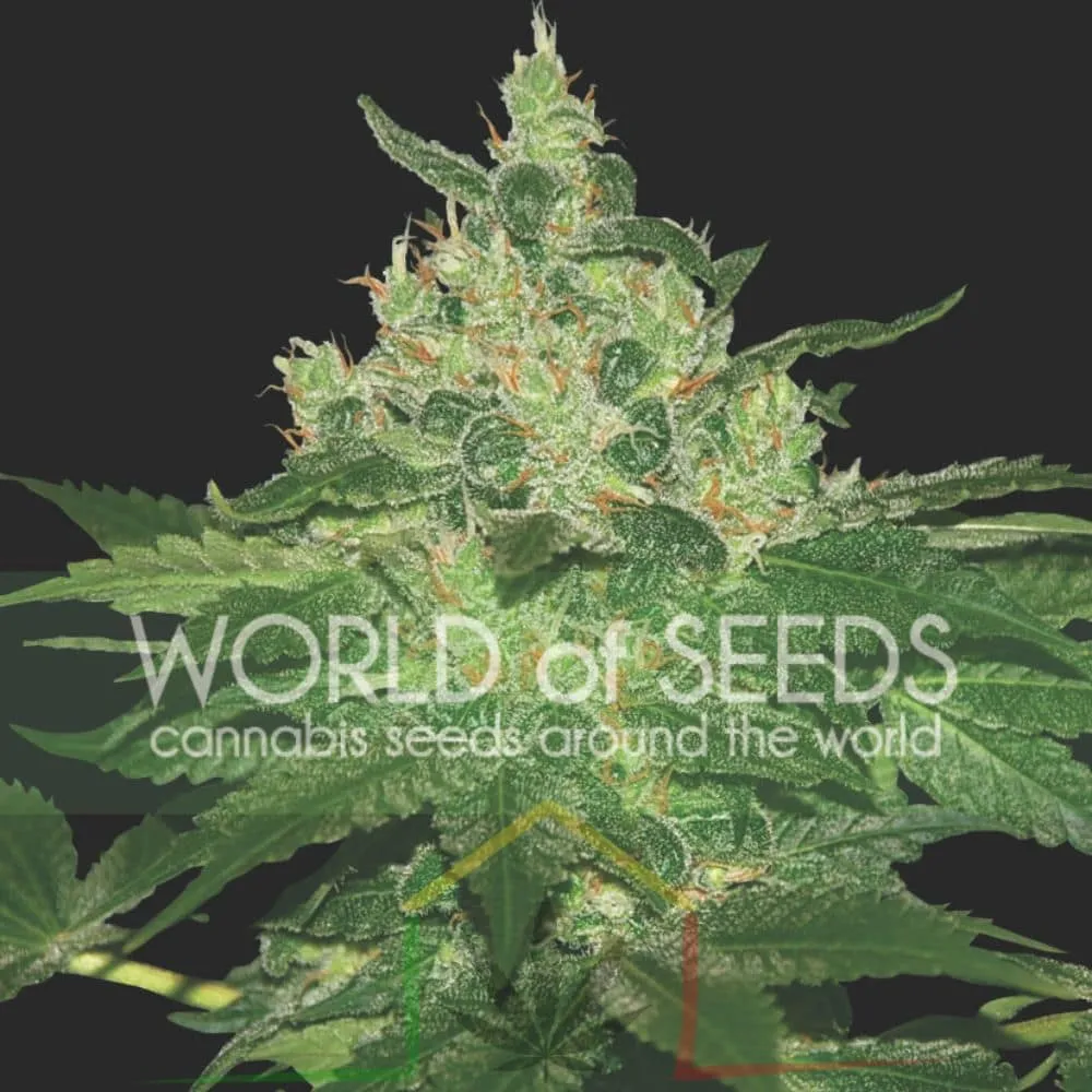 Afghan Kush - World of Seeds