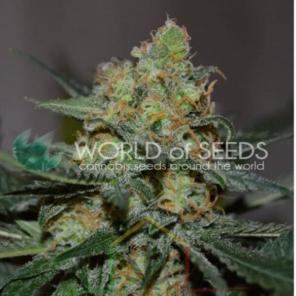 Afghan Kush x Skunk - World of Seeds