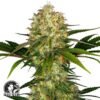 Afghani #1 - Sensi Seeds
