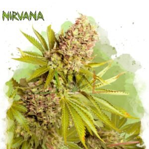 AK-48 Auto - Nirvana Seeds