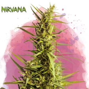 AK-48 - Nirvana Seeds