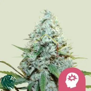 AMG - Amnesia Mac Ganja - Royal Queen Seeds