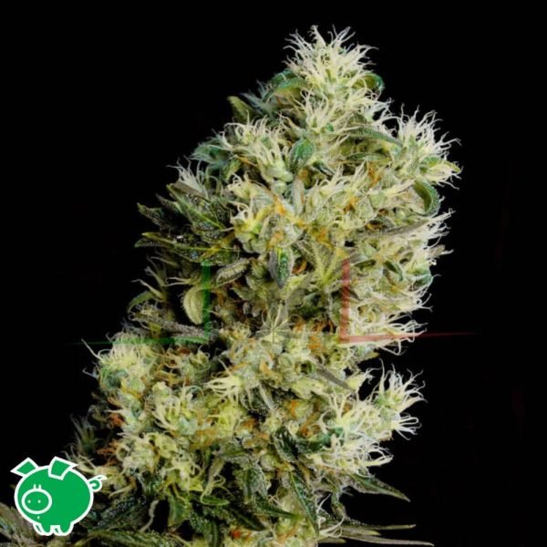 Amnesia Bilbo Auto - Genehtik Seeds