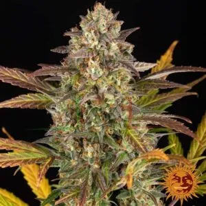 Amnesia Haze Auto - Barney's Farm Seeds
