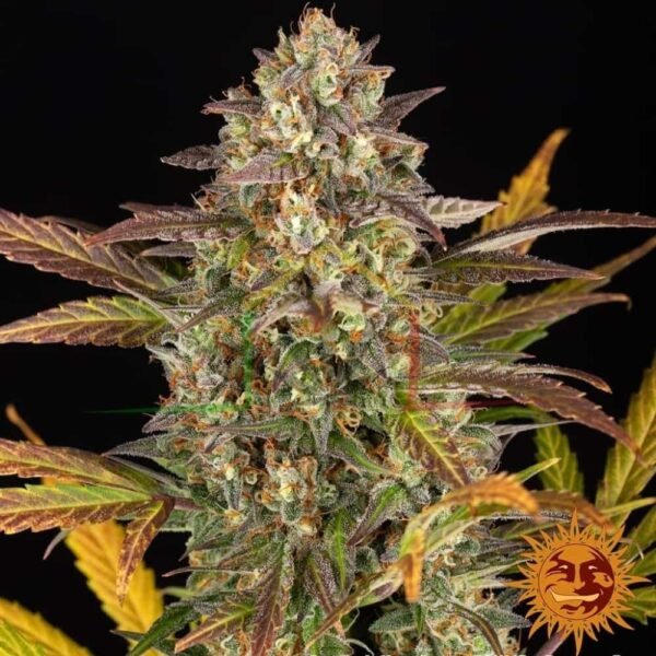 Amnesia Haze Auto - Barney's Farm Seeds