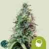 Amnesia Haze Automatic - Royal Queen Seeds