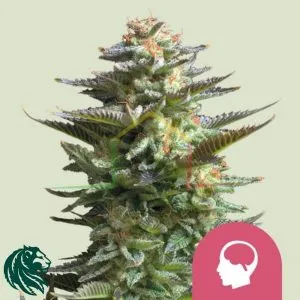 Amnesia Haze - Royal Queen Seeds