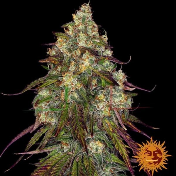 Amnesia Lemon - Barney's Farm