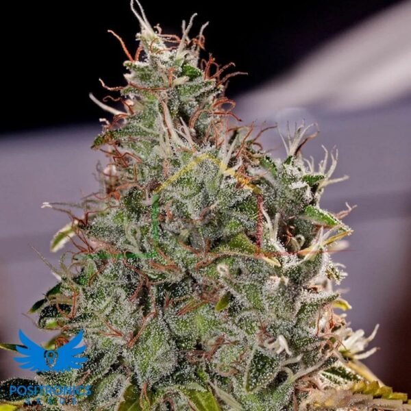 Amnesia Mistery - Positronics Seeds