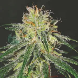 Amnesia - World of Seeds