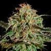 AMS - Green House Seeds