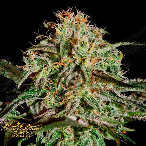 AMS - Green House Seeds