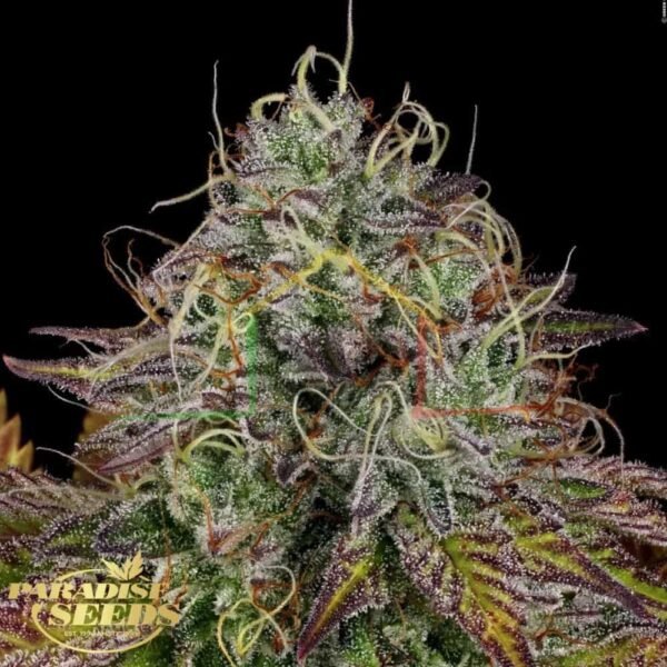 Apricot Candy - Paradise Seeds