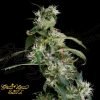 Arjan's Ultra Haze #2 - Green House Seeds
