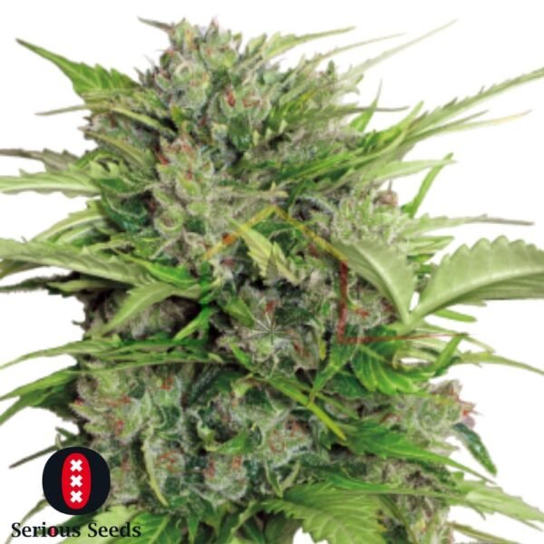 Auto AK47 - Serious Seeds