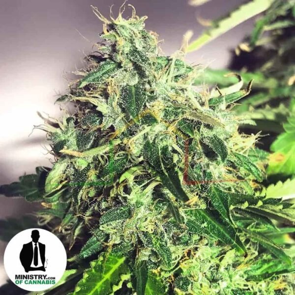 auto cannabis light ministry of cannabis