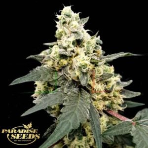 Lemonade Auto - Paradise Seeds