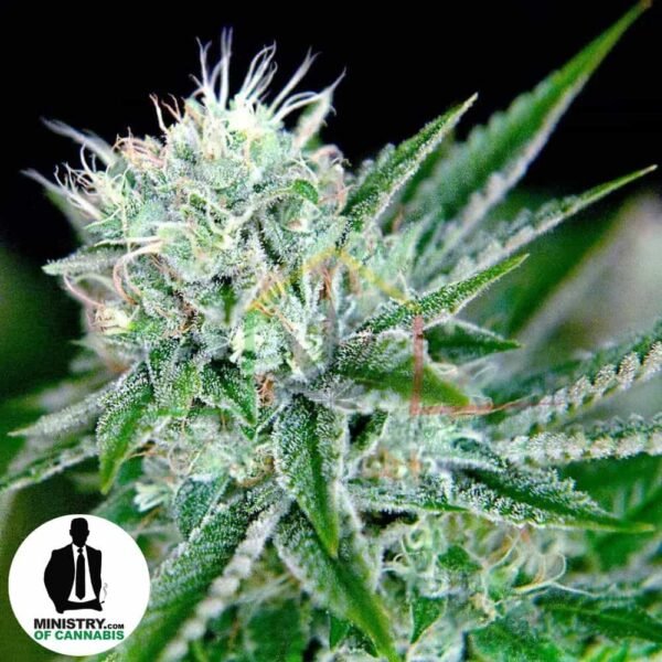 Northern Lights de Ministry of Cannabis