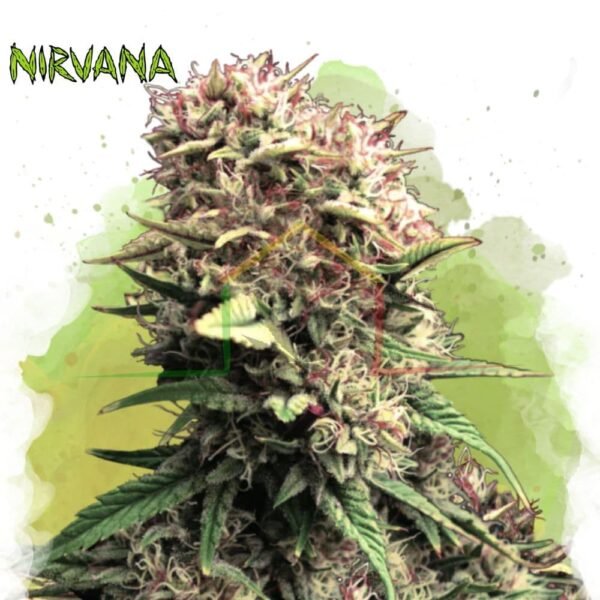 OG Kush Auto - Nirvana Seeds