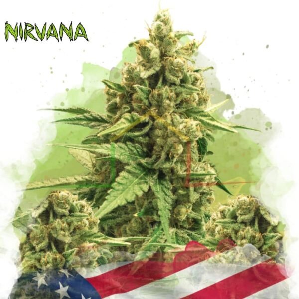 Original Glue Auto - Nirvana Seeds