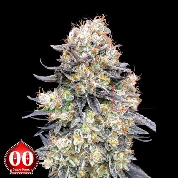 Auto Purple Punch - 00 Seeds