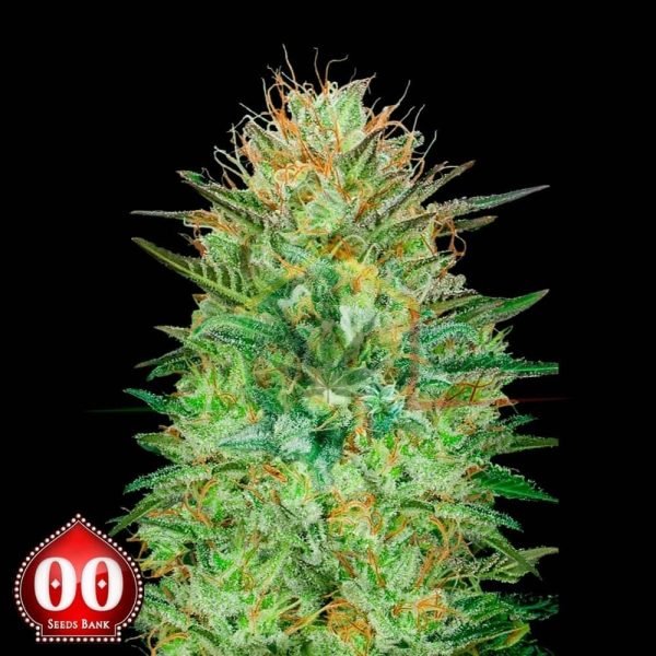 Auto Sweet Critical - 00 Seeds