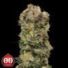 Auto Sweet Soma - 00 Seeds