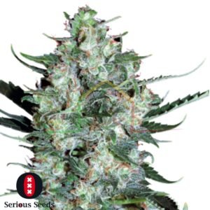 Auto White Russian - Serious Seeds