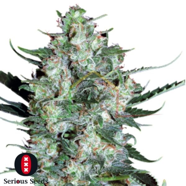 Auto White Russian - Serious Seeds