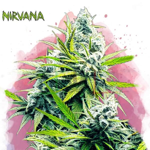 B-52 - Nirvana Seeds