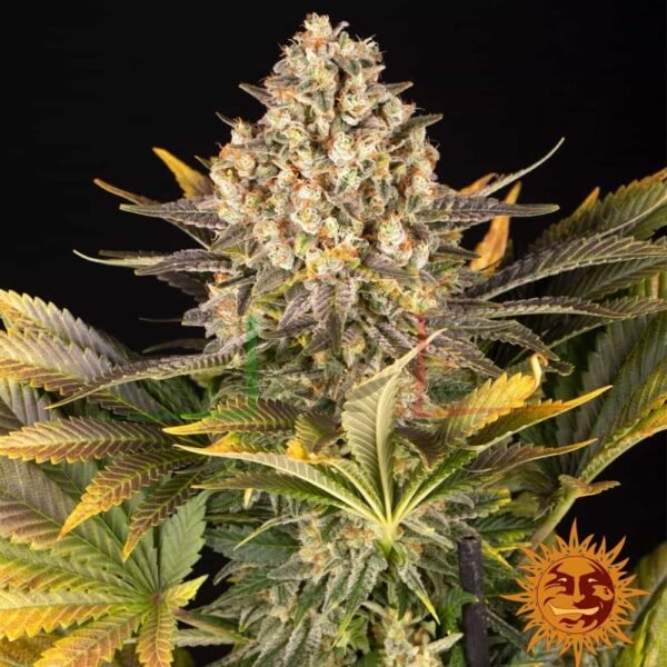 Banana Punch - Barney's Farm