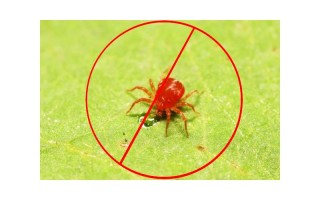 Comment éliminer les araignées rouges sur les plants de cannabis ?