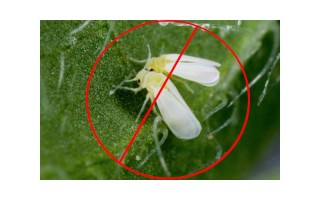 Cómo combatir la mosca blanca en plantas de marihuana | Themariashop