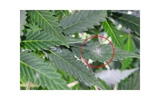 Como combatir el Oídio en cultivos de cannabis|Themariashop