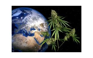 La historia del cannabis | Blog Themariashop