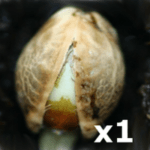 semillas-de-marihuana-a-la-unidad